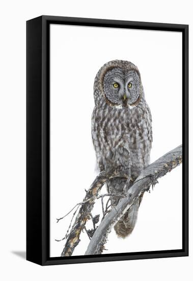 Wyoming, Sublette County, Great Gray Owl Portrait-Elizabeth Boehm-Framed Stretched Canvas