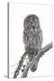 Wyoming, Sublette County, Great Gray Owl Portrait-Elizabeth Boehm-Stretched Canvas