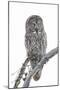 Wyoming, Sublette County, Great Gray Owl Portrait-Elizabeth Boehm-Mounted Photographic Print