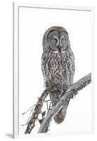 Wyoming, Sublette County, Great Gray Owl Portrait-Elizabeth Boehm-Framed Photographic Print