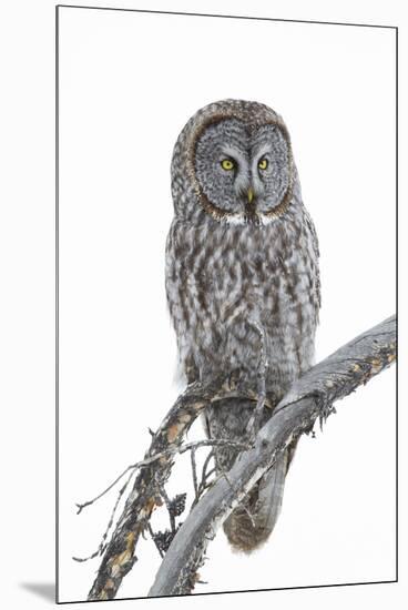 Wyoming, Sublette County, Great Gray Owl Portrait-Elizabeth Boehm-Mounted Premium Photographic Print