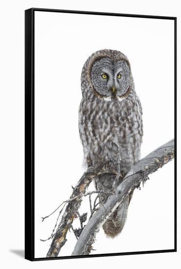 Wyoming, Sublette County, Great Gray Owl Portrait-Elizabeth Boehm-Framed Stretched Canvas