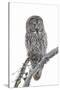 Wyoming, Sublette County, Great Gray Owl Portrait-Elizabeth Boehm-Stretched Canvas