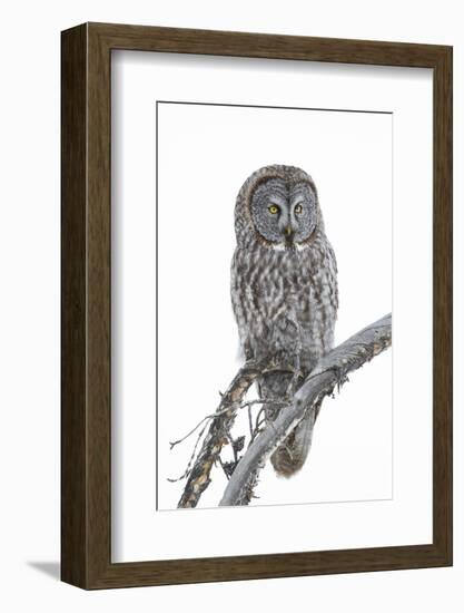 Wyoming, Sublette County, Great Gray Owl Portrait-Elizabeth Boehm-Framed Photographic Print