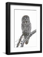 Wyoming, Sublette County, Great Gray Owl Portrait-Elizabeth Boehm-Framed Photographic Print