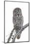 Wyoming, Sublette County, Great Gray Owl Portrait-Elizabeth Boehm-Mounted Photographic Print