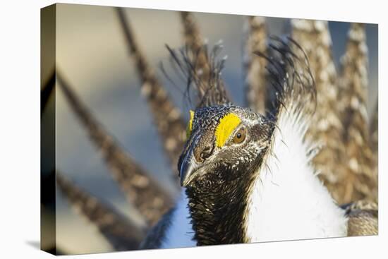 Wyoming, Sublette County, Greater Sage Grouse Head Shot-Elizabeth Boehm-Stretched Canvas