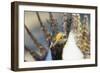 Wyoming, Sublette County, Greater Sage Grouse Head Shot-Elizabeth Boehm-Framed Photographic Print