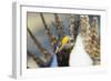 Wyoming, Sublette County, Greater Sage Grouse Head Shot-Elizabeth Boehm-Framed Photographic Print