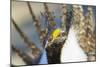 Wyoming, Sublette County, Greater Sage Grouse Head Shot-Elizabeth Boehm-Mounted Photographic Print