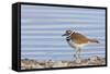 Wyoming, Sublette County, Killdeer Wading in Pond-Elizabeth Boehm-Framed Stretched Canvas