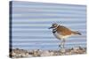 Wyoming, Sublette County, Killdeer Wading in Pond-Elizabeth Boehm-Stretched Canvas