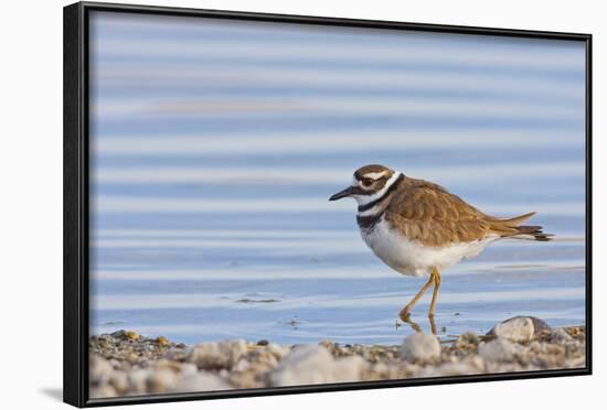 Wyoming, Sublette County, Killdeer Wading in Pond-Elizabeth Boehm-Framed Photographic Print