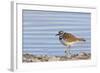Wyoming, Sublette County, Killdeer Wading in Pond-Elizabeth Boehm-Framed Photographic Print
