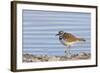 Wyoming, Sublette County, Killdeer Wading in Pond-Elizabeth Boehm-Framed Photographic Print