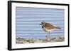 Wyoming, Sublette County, Killdeer Wading in Pond-Elizabeth Boehm-Framed Photographic Print