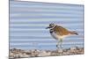 Wyoming, Sublette County, Killdeer Wading in Pond-Elizabeth Boehm-Mounted Photographic Print