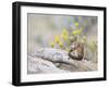 Wyoming, Sublette County, Least Chipmunk with Front Legs Crossed-Elizabeth Boehm-Framed Photographic Print