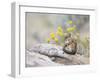 Wyoming, Sublette County, Least Chipmunk with Front Legs Crossed-Elizabeth Boehm-Framed Photographic Print