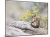 Wyoming, Sublette County, Least Chipmunk with Front Legs Crossed-Elizabeth Boehm-Mounted Photographic Print