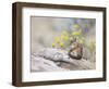 Wyoming, Sublette County, Least Chipmunk with Front Legs Crossed-Elizabeth Boehm-Framed Photographic Print