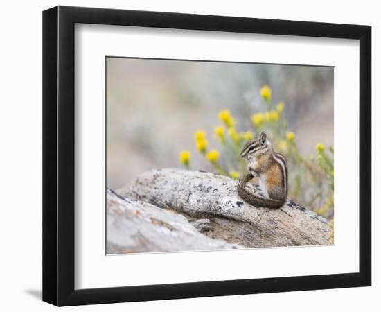 Wyoming, Sublette County, Least Chipmunk with Front Legs Crossed-Elizabeth Boehm-Framed Photographic Print