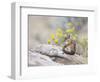 Wyoming, Sublette County, Least Chipmunk with Front Legs Crossed-Elizabeth Boehm-Framed Photographic Print