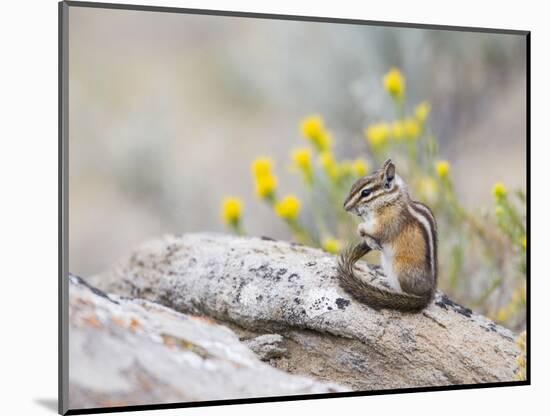 Wyoming, Sublette County, Least Chipmunk with Front Legs Crossed-Elizabeth Boehm-Mounted Photographic Print