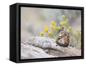 Wyoming, Sublette County, Least Chipmunk with Front Legs Crossed-Elizabeth Boehm-Framed Stretched Canvas