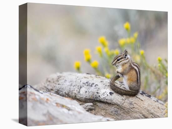 Wyoming, Sublette County, Least Chipmunk with Front Legs Crossed-Elizabeth Boehm-Stretched Canvas