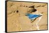 Wyoming, Sublette County. Male Mountain Bluebird leaves the nest sight in a sandstone cliff-Elizabeth Boehm-Framed Stretched Canvas