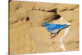 Wyoming, Sublette County. Male Mountain Bluebird leaves the nest sight in a sandstone cliff-Elizabeth Boehm-Stretched Canvas