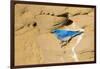 Wyoming, Sublette County. Male Mountain Bluebird leaves the nest sight in a sandstone cliff-Elizabeth Boehm-Framed Photographic Print