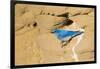 Wyoming, Sublette County. Male Mountain Bluebird leaves the nest sight in a sandstone cliff-Elizabeth Boehm-Framed Photographic Print