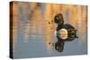 Wyoming, Sublette County. Male ring-necked duck is reflected in the morning light on a quiet pond.-Elizabeth Boehm-Stretched Canvas