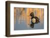 Wyoming, Sublette County. Male ring-necked duck is reflected in the morning light on a quiet pond.-Elizabeth Boehm-Framed Photographic Print