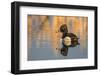 Wyoming, Sublette County. Male ring-necked duck is reflected in the morning light on a quiet pond.-Elizabeth Boehm-Framed Photographic Print