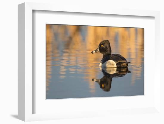 Wyoming, Sublette County. Male ring-necked duck is reflected in the morning light on a quiet pond.-Elizabeth Boehm-Framed Photographic Print