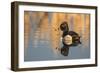 Wyoming, Sublette County. Male ring-necked duck is reflected in the morning light on a quiet pond.-Elizabeth Boehm-Framed Photographic Print