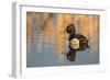 Wyoming, Sublette County. Male ring-necked duck is reflected in the morning light on a quiet pond.-Elizabeth Boehm-Framed Photographic Print