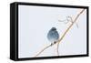 Wyoming, Sublette County, Migrating Mountain Bluebird Perched-Elizabeth Boehm-Framed Stretched Canvas