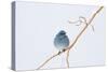 Wyoming, Sublette County, Migrating Mountain Bluebird Perched-Elizabeth Boehm-Stretched Canvas