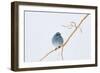 Wyoming, Sublette County, Migrating Mountain Bluebird Perched-Elizabeth Boehm-Framed Photographic Print