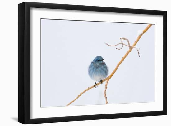 Wyoming, Sublette County, Migrating Mountain Bluebird Perched-Elizabeth Boehm-Framed Photographic Print