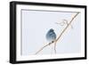 Wyoming, Sublette County, Migrating Mountain Bluebird Perched-Elizabeth Boehm-Framed Photographic Print