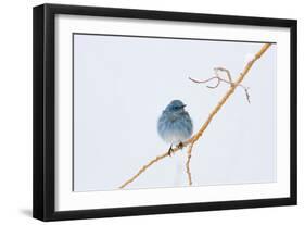 Wyoming, Sublette County, Migrating Mountain Bluebird Perched-Elizabeth Boehm-Framed Photographic Print