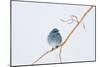 Wyoming, Sublette County, Migrating Mountain Bluebird Perched-Elizabeth Boehm-Mounted Photographic Print