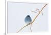 Wyoming, Sublette County, Migrating Mountain Bluebird Perched-Elizabeth Boehm-Framed Photographic Print