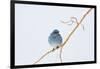 Wyoming, Sublette County, Migrating Mountain Bluebird Perched-Elizabeth Boehm-Framed Photographic Print