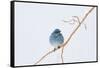 Wyoming, Sublette County, Migrating Mountain Bluebird Perched-Elizabeth Boehm-Framed Stretched Canvas